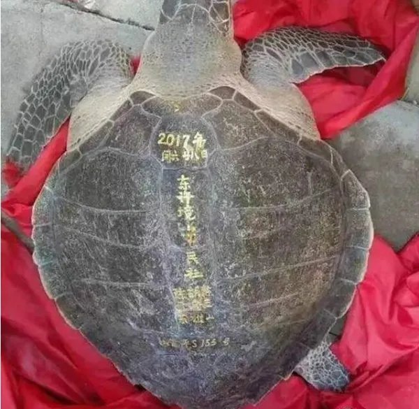 渔民捕到海龟都放生吗