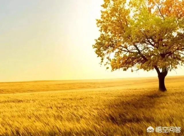 上联:子规啼尽杜鹃红,如何对下联?