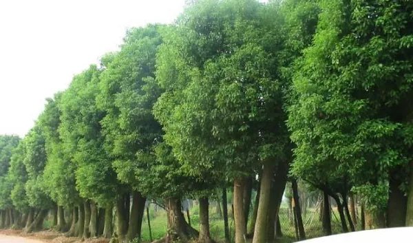 上海男子修剪自己买的香樟树竟被罚14万,这样的处罚合理吗?