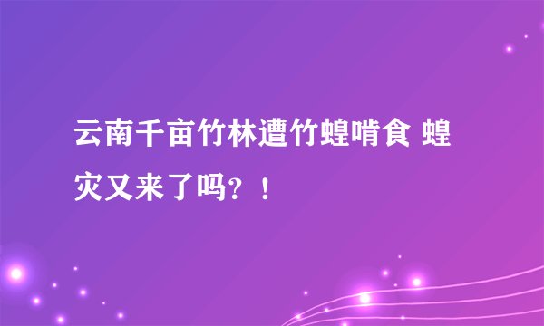 云南千亩竹林遭竹蝗啃食 蝗灾又来了吗？！