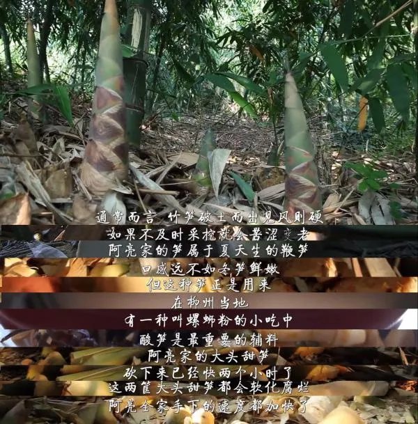 你第一次吃螺蛳粉有什么经历?