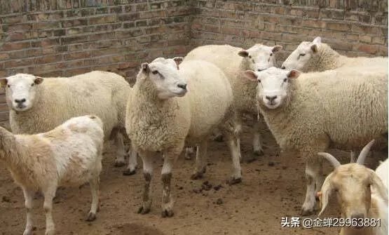 农村人养什么好卖出去?例如:鸡、鸭、羊那些?