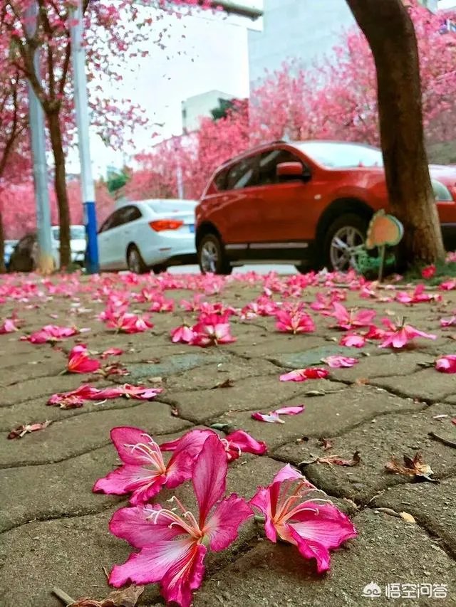 广西柳州紫荆