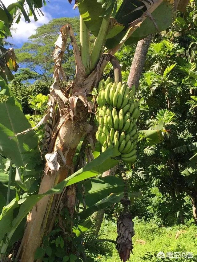 现在香蕉行情怎么样?