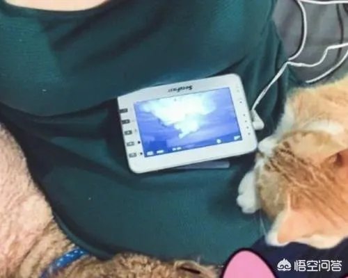 谢依霖怀孕任猫狗趴肚,怀孕养猫狗真的没有问题吗?