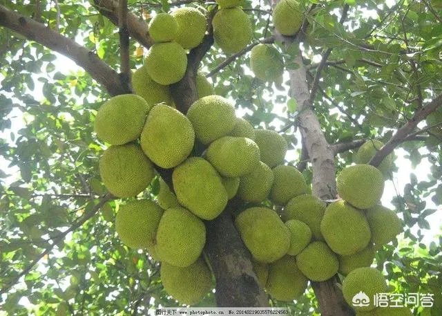 菠萝蜜凤梨菠萝麻