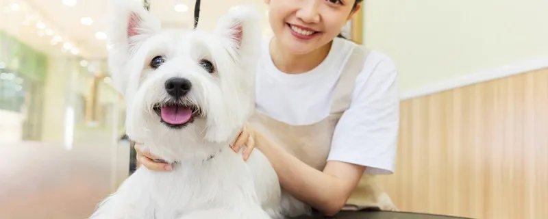 狗狗感觉喉咙像卡东西一样 狗狗喉咙卡东西怎么办