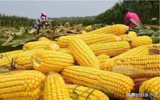 把复合肥当底肥,几天能种玉米?注意什么?