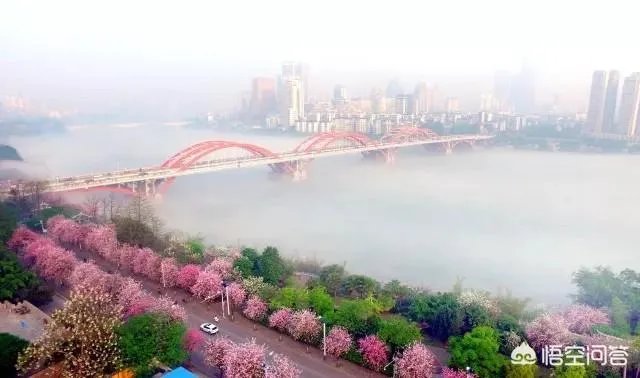 广西柳州紫荆