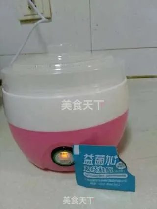自制老酸奶