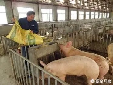 现在养猪行情如何?