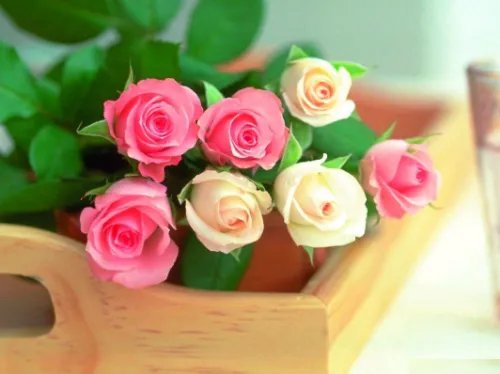 19朵玫瑰花代表什么意思 送玫瑰花几朵各代表什么