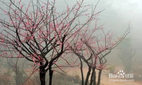福州鼓岭景点游玩攻略