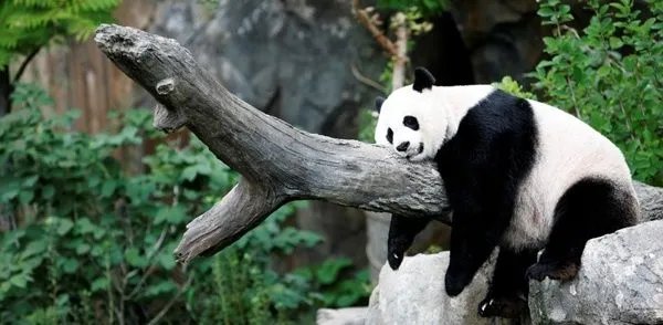 旅美大熊猫美香产下幼崽，大熊猫产后需要怎么照顾？