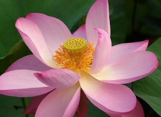 莲花的种类
