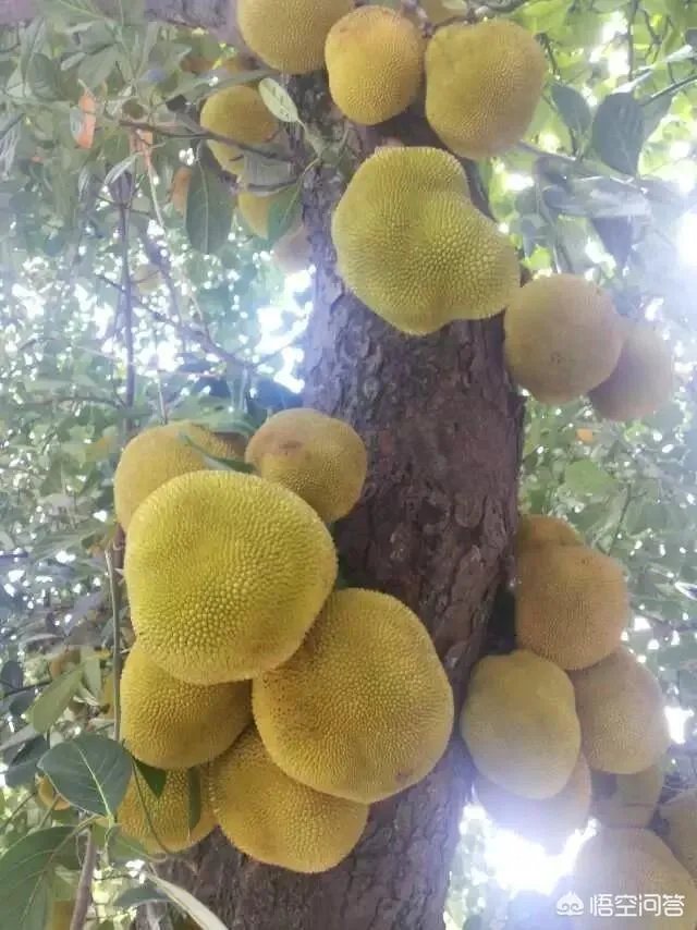 菠萝蜜凤梨菠萝麻