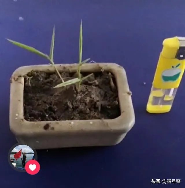 让大家来欣赏一下你做的竹盒景吧?
