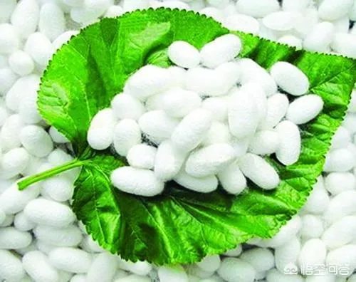 今年春蚕茧价格怎样？