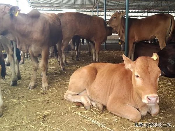 农村老话“大暑凉飕飕,立冬笑死牛”是啥意思?有道理吗?