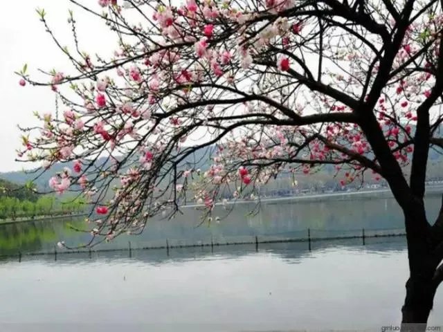 南京南站一男子被高铁列车夹站台身亡，应该怪谁？