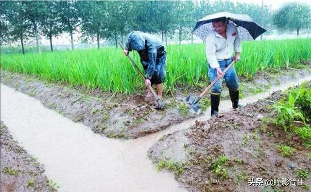 农村老话“大暑凉飕飕,立冬笑死牛”是啥意思?有道理吗?