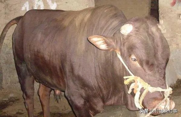 农村老话“大暑凉飕飕,立冬笑死牛”是啥意思?有道理吗?