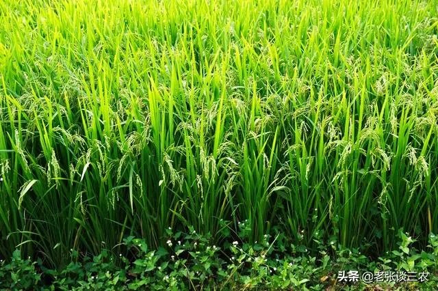 农村老话“大暑凉飕飕,立冬笑死牛”是啥意思?有道理吗?