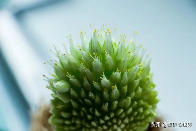 苹果手机1200万像素真的吊打4000万像素的专业相机吗？