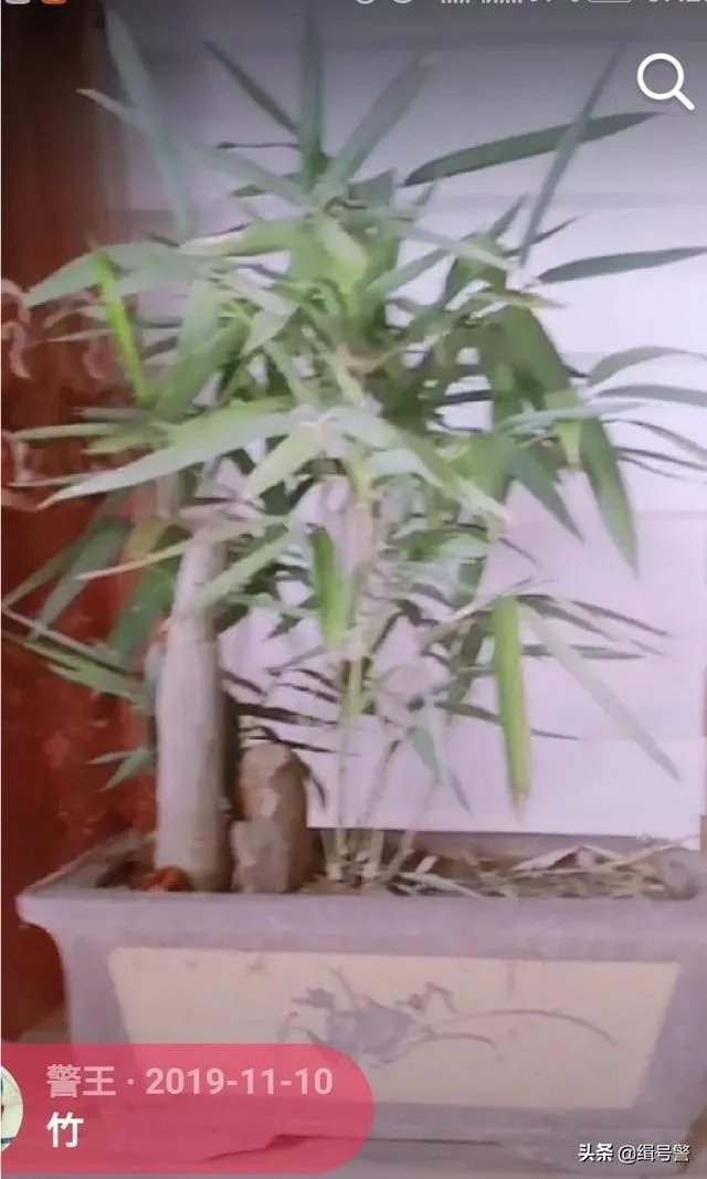让大家来欣赏一下你做的竹盒景吧?