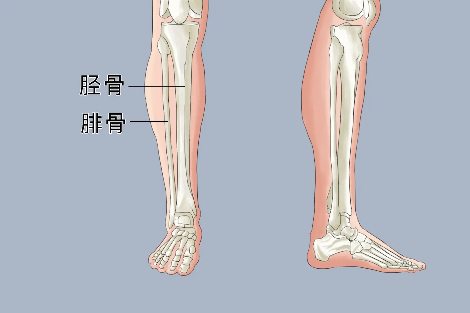 小腿骨骼结构图