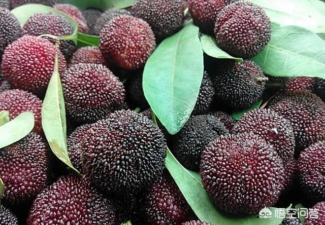 福建哪里的杨梅最好吃?
