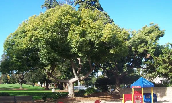 上海男子修剪自己买的香樟树竟被罚14万,这样的处罚合理吗?