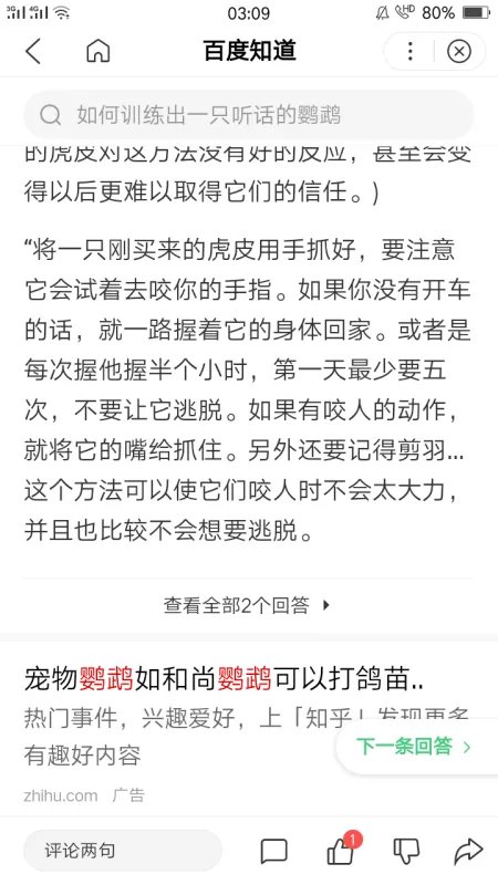 如何训练出一只听话的宠物鸽子?