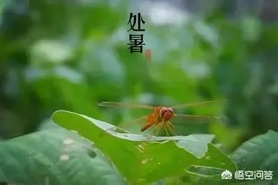 农村老话“大暑凉飕飕,立冬笑死牛”是啥意思?有道理吗?