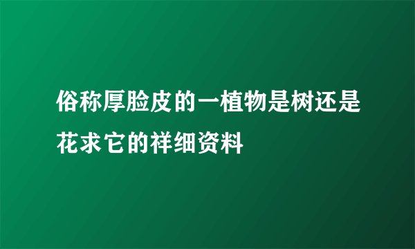 俗称厚脸皮的一植物是树还是花求它的祥细资料