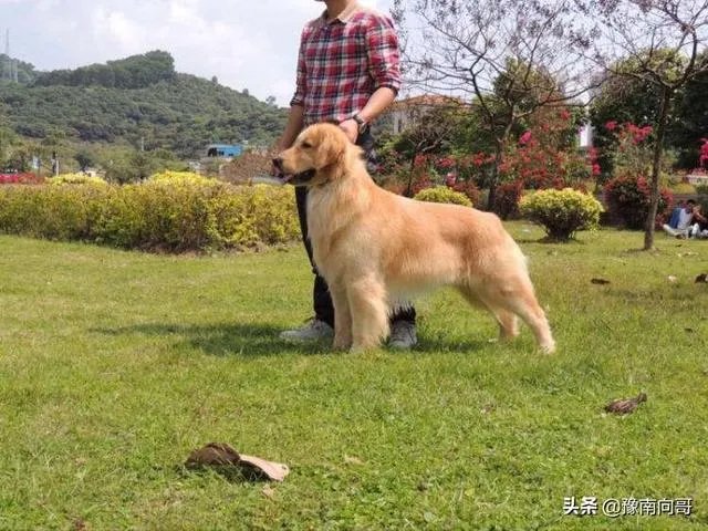 什么宠物狗会照看小朋友