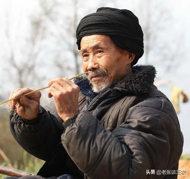 农村老话“大暑凉飕飕,立冬笑死牛”是啥意思?有道理吗?