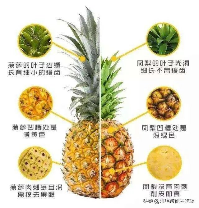 菠萝蜜凤梨菠萝麻