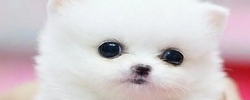 茶杯犬怎么样好养吗 如何养好茶杯犬