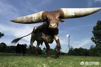 农村老话“大暑凉飕飕,立冬笑死牛”是啥意思?有道理吗?