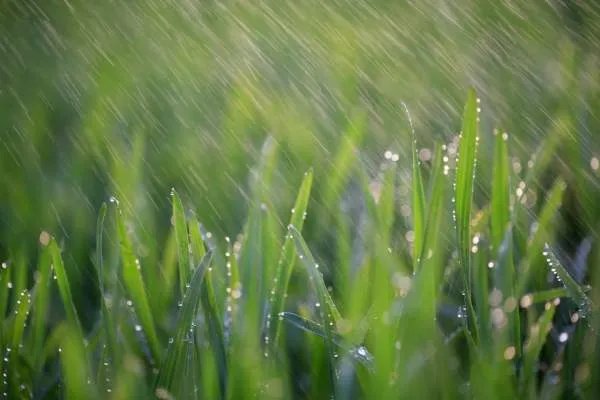 春雨像什么一样轻轻地落到地上