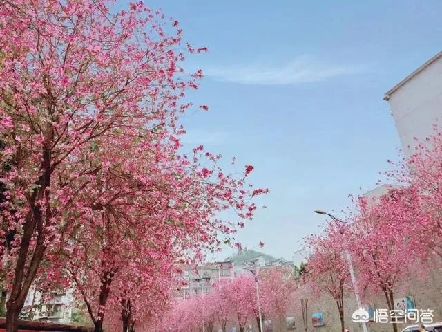 广西柳州紫荆