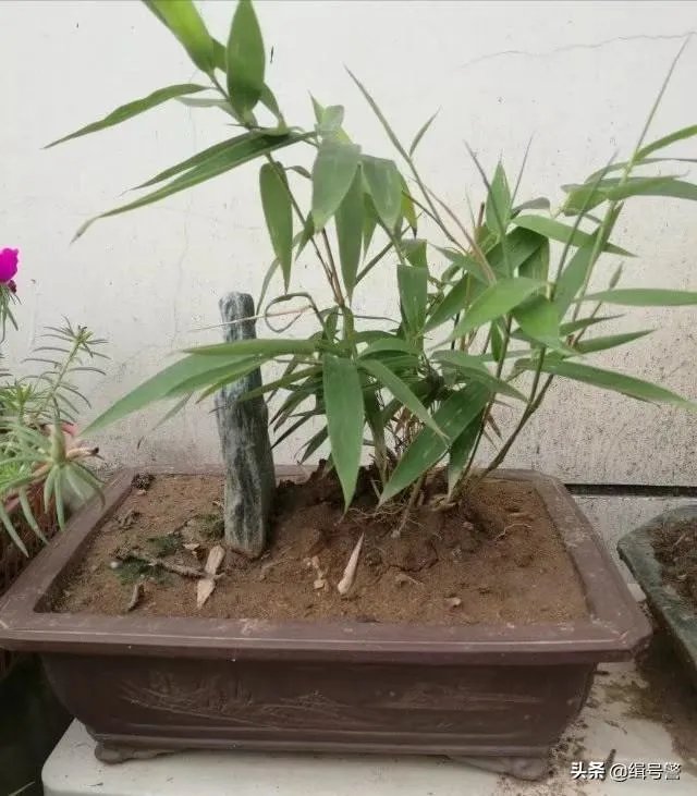 让大家来欣赏一下你做的竹盒景吧?