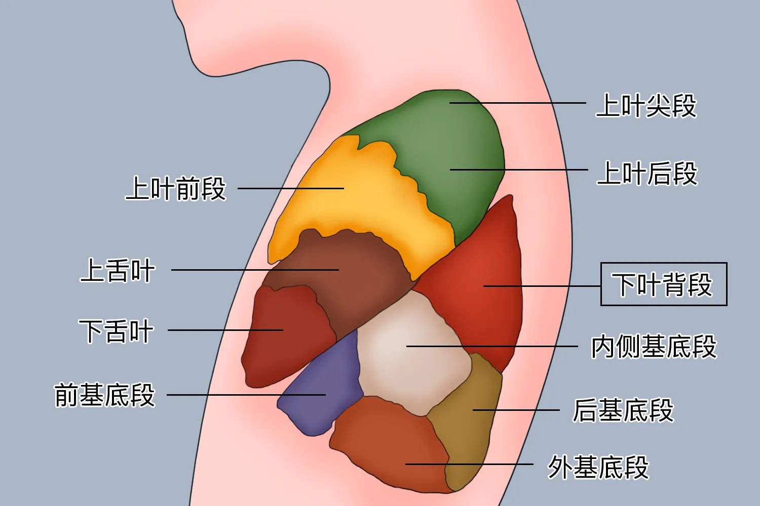 左肺下叶背段位置图
