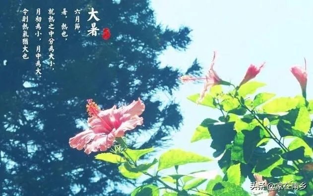 农村老话“大暑凉飕飕,立冬笑死牛”是啥意思?有道理吗?