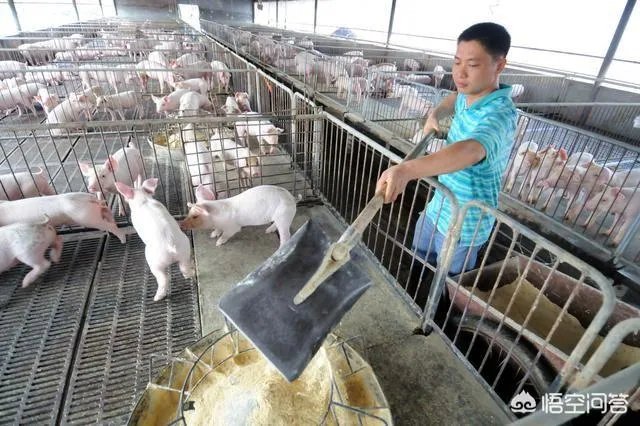 现在养猪行情如何?