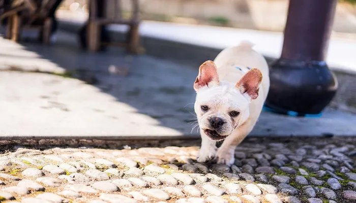 如何训练八哥犬听话 八哥犬的优点