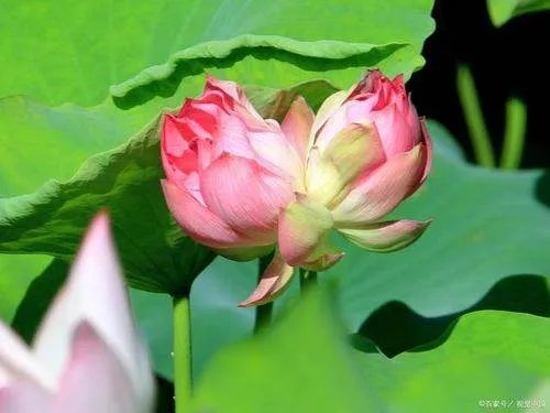 南京玄武湖并蒂莲被游客摘下,这游客素质为何这么低?