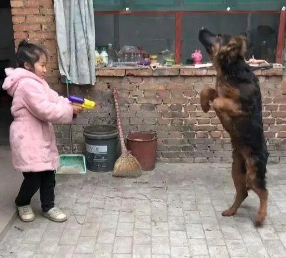 什么宠物狗会照看小朋友